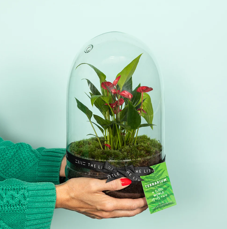 Anthurium Terrarium