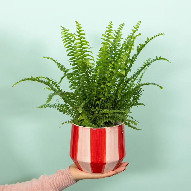 Boston Fern in Pink & Red Stripey Pot