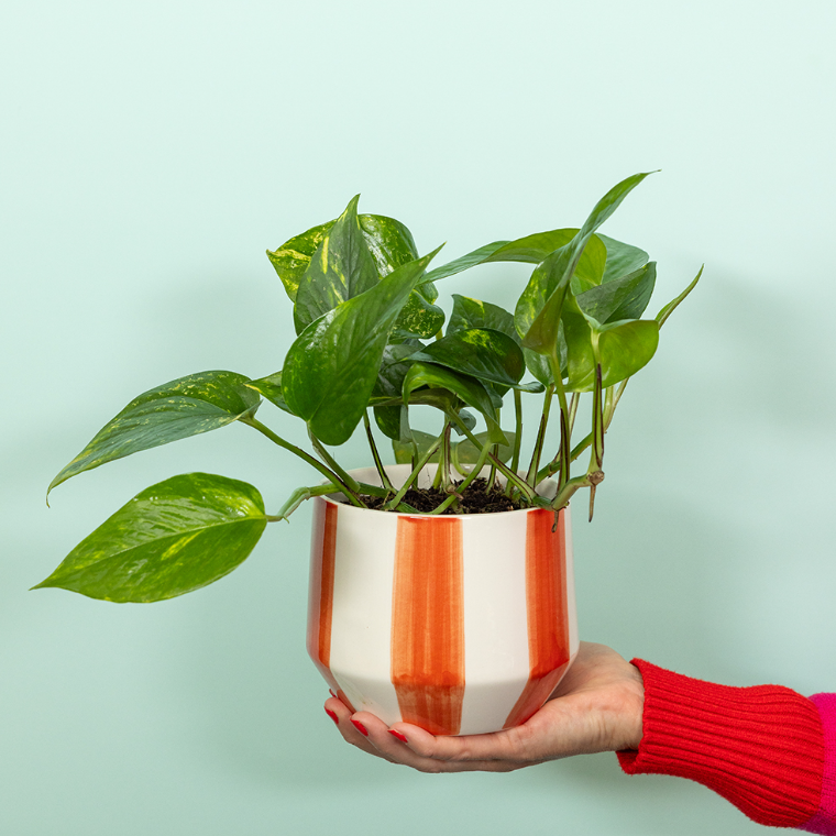 Devil's Ivy in Orange & White Stripey Pot