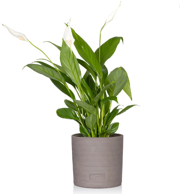 Peace Lily in Almond stoneware pot