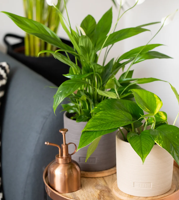 Peace Lily in Almond stoneware pot