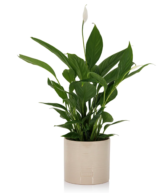 Peace Lily in Almond stoneware pot