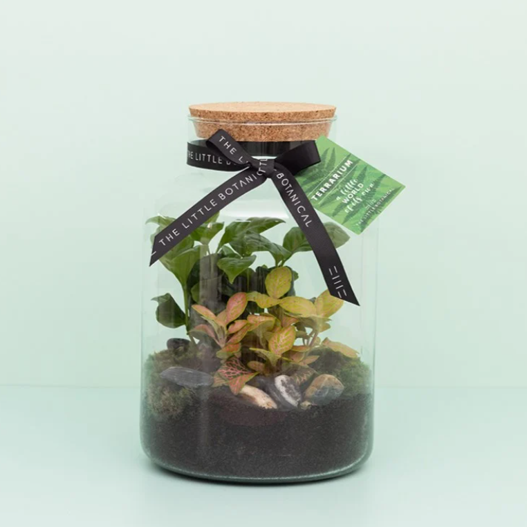 Medium Glass Terrarium